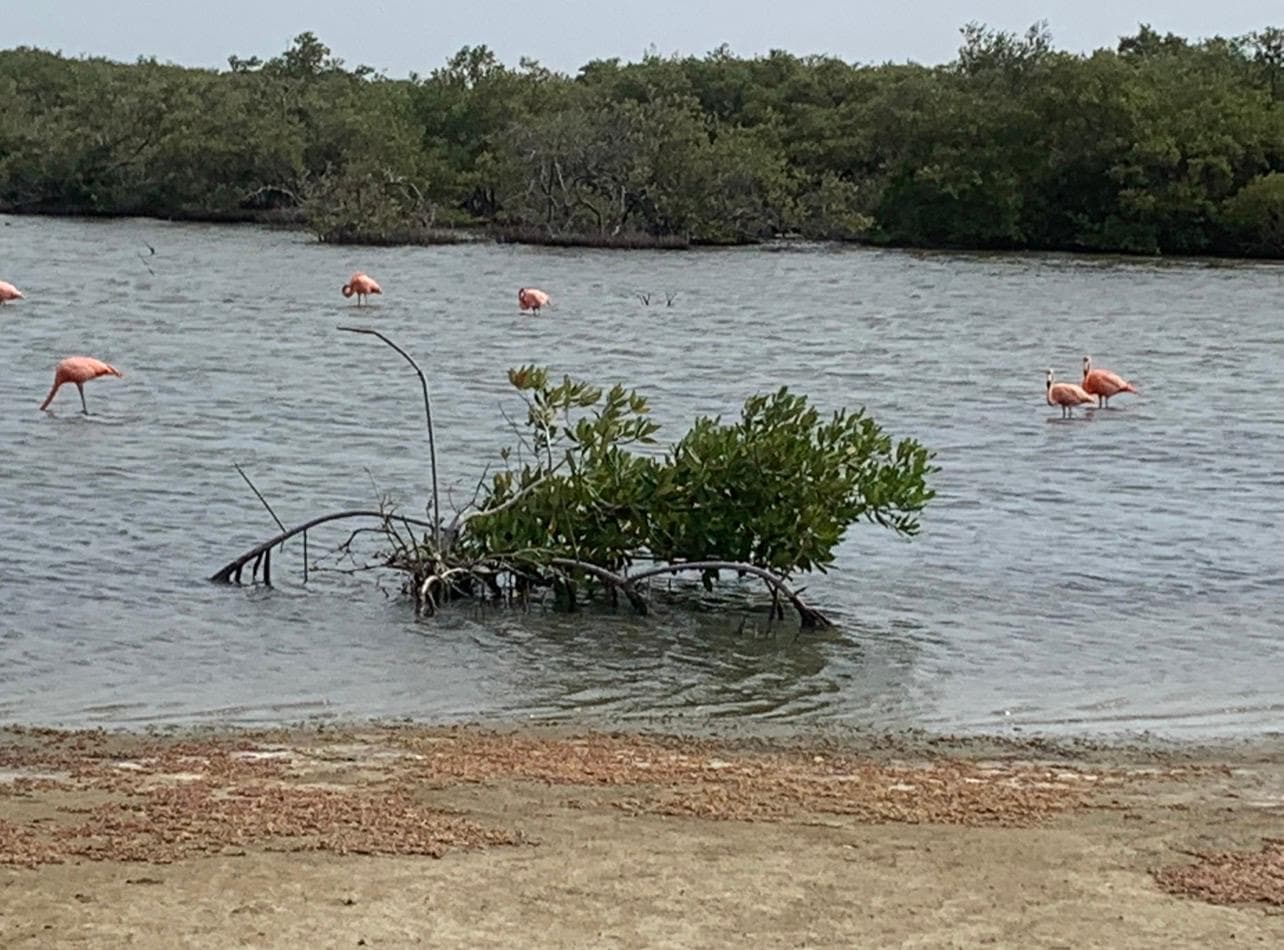 THE GUARDIANS OF BONAIRE