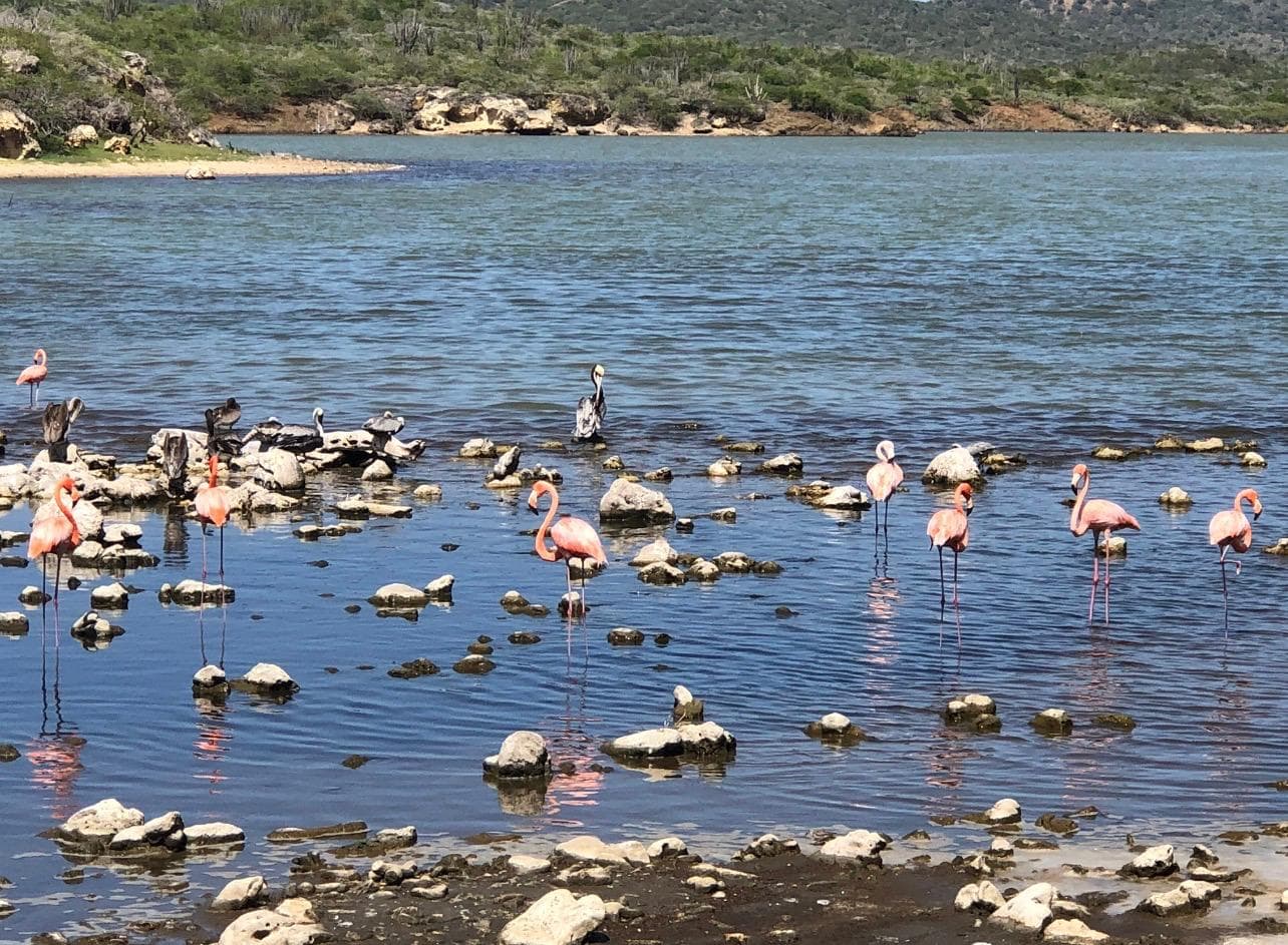 THE ISLAND'S NATURAL LIFE